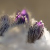 Koniklec velkokvety - Pulsatilla grandis 7289